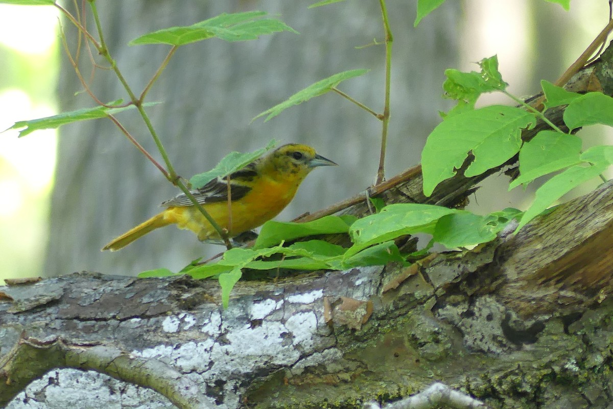 Baltimore Oriole - Anonymous