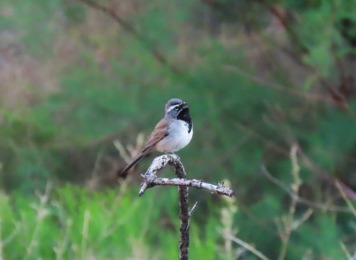 Black-throated Sparrow - Larry Urbanski