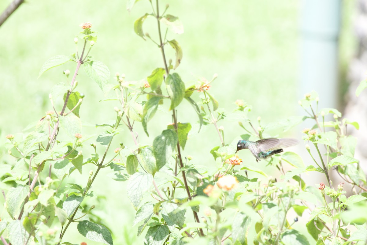 Violet-headed Hummingbird - allie bluestein