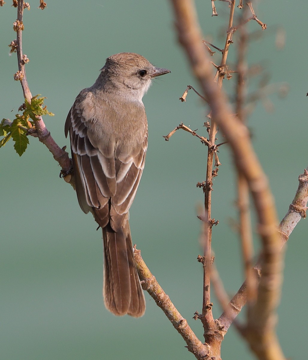 Ash-throated Flycatcher - ML619309614