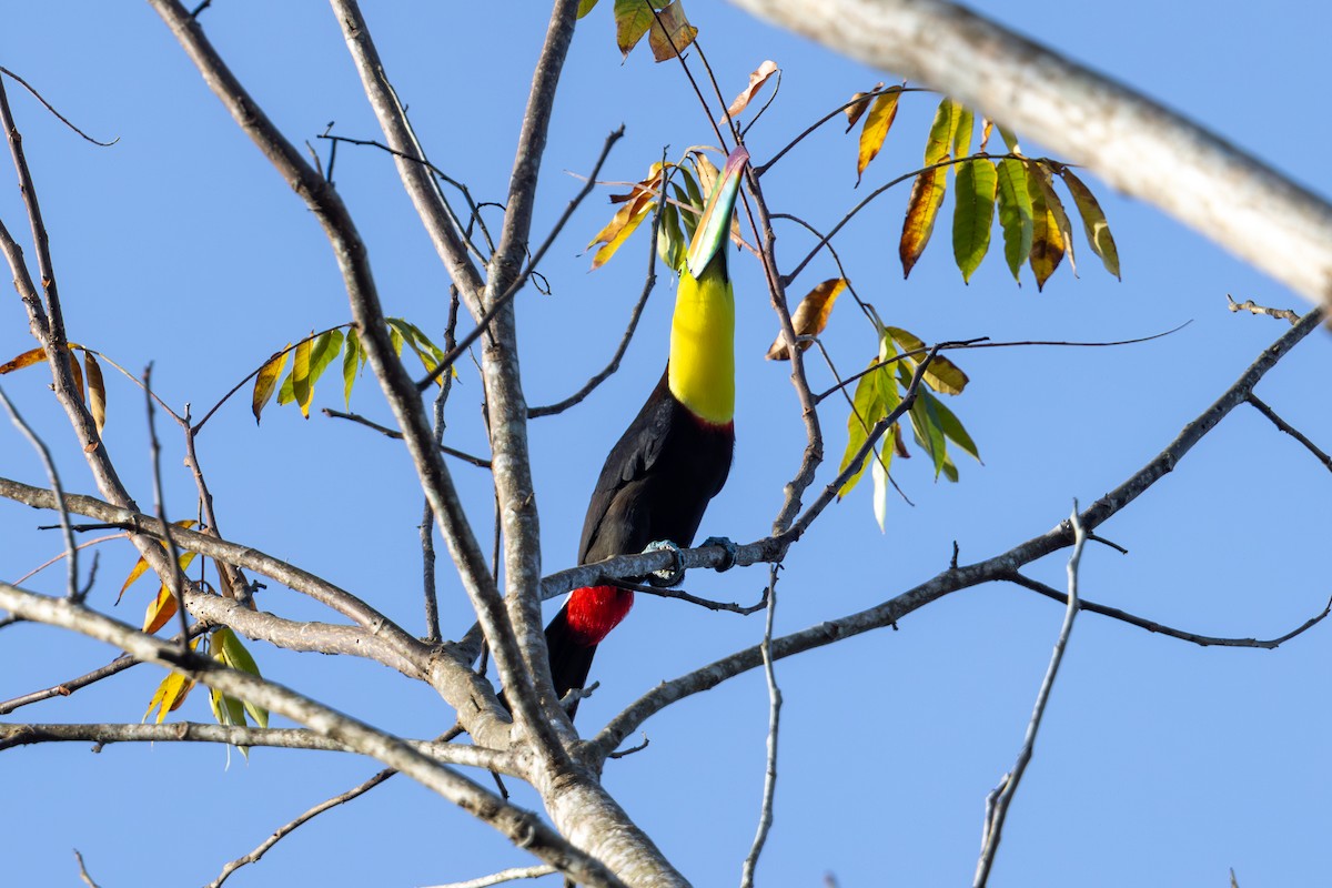 Keel-billed Toucan - Mason Flint