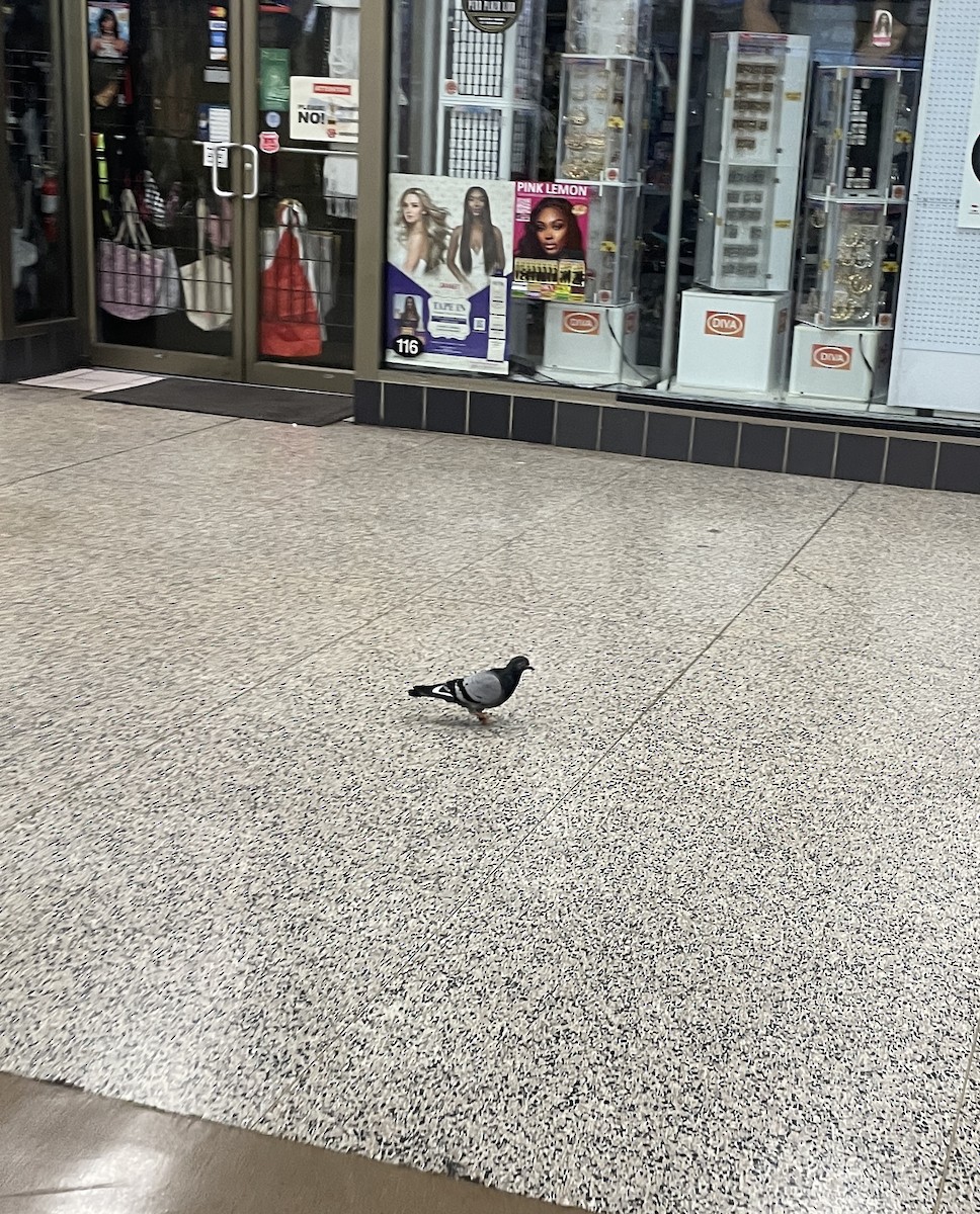 Rock Pigeon (Feral Pigeon) - ML619309635