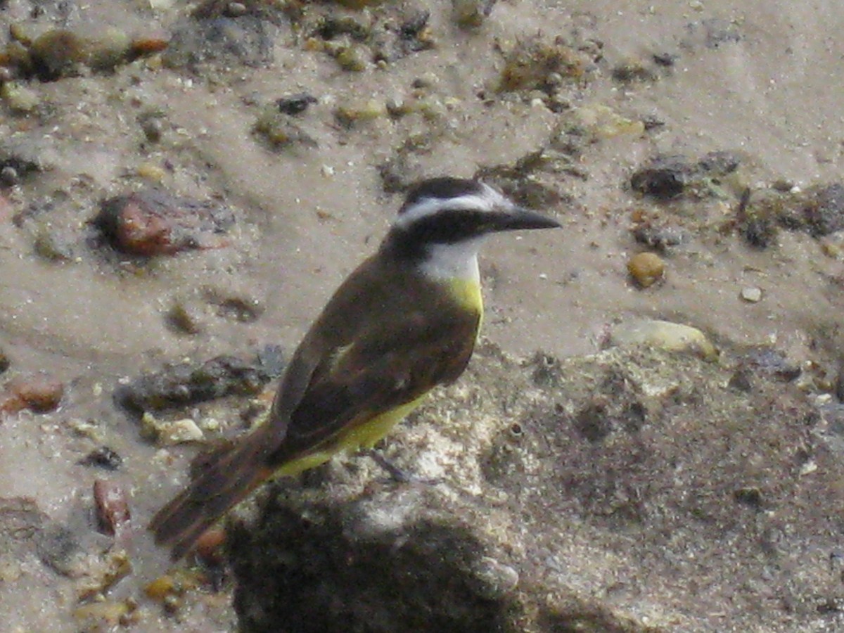 Great Kiskadee - ML619309637