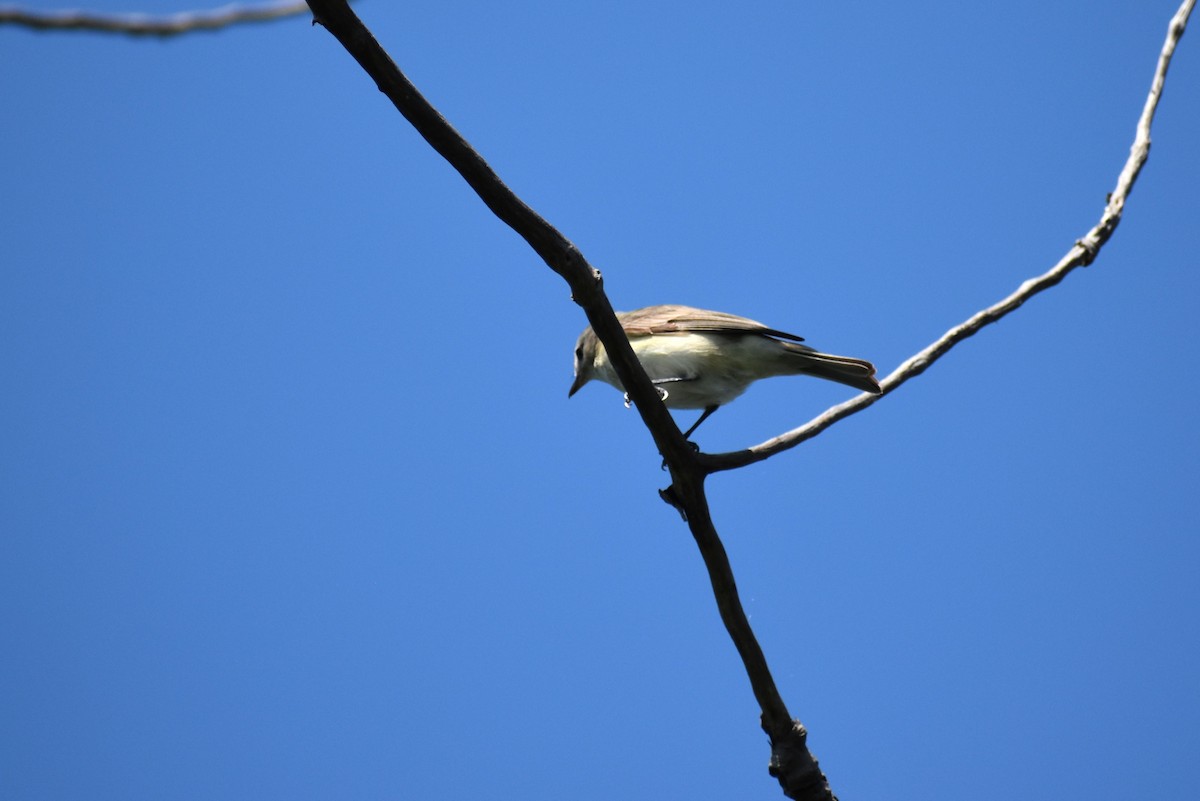 Warbling Vireo - Mike DellaLucia