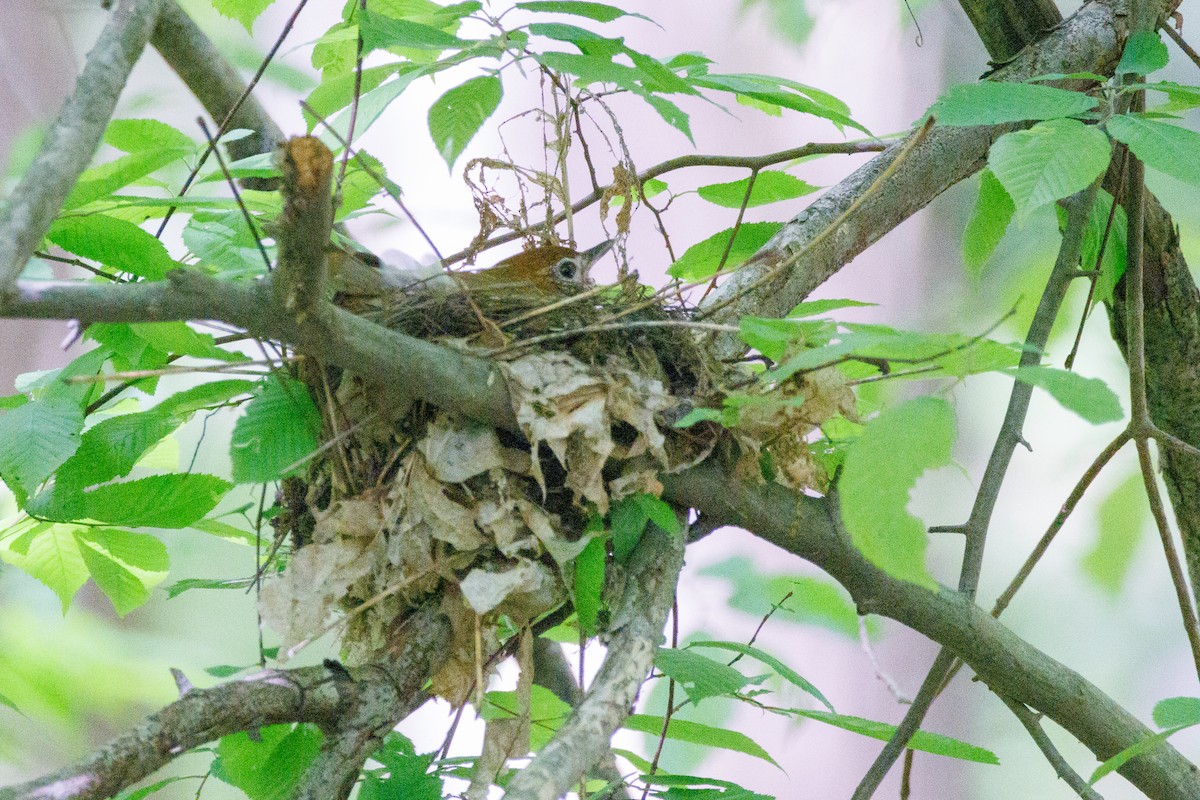 Wood Thrush - Walter D