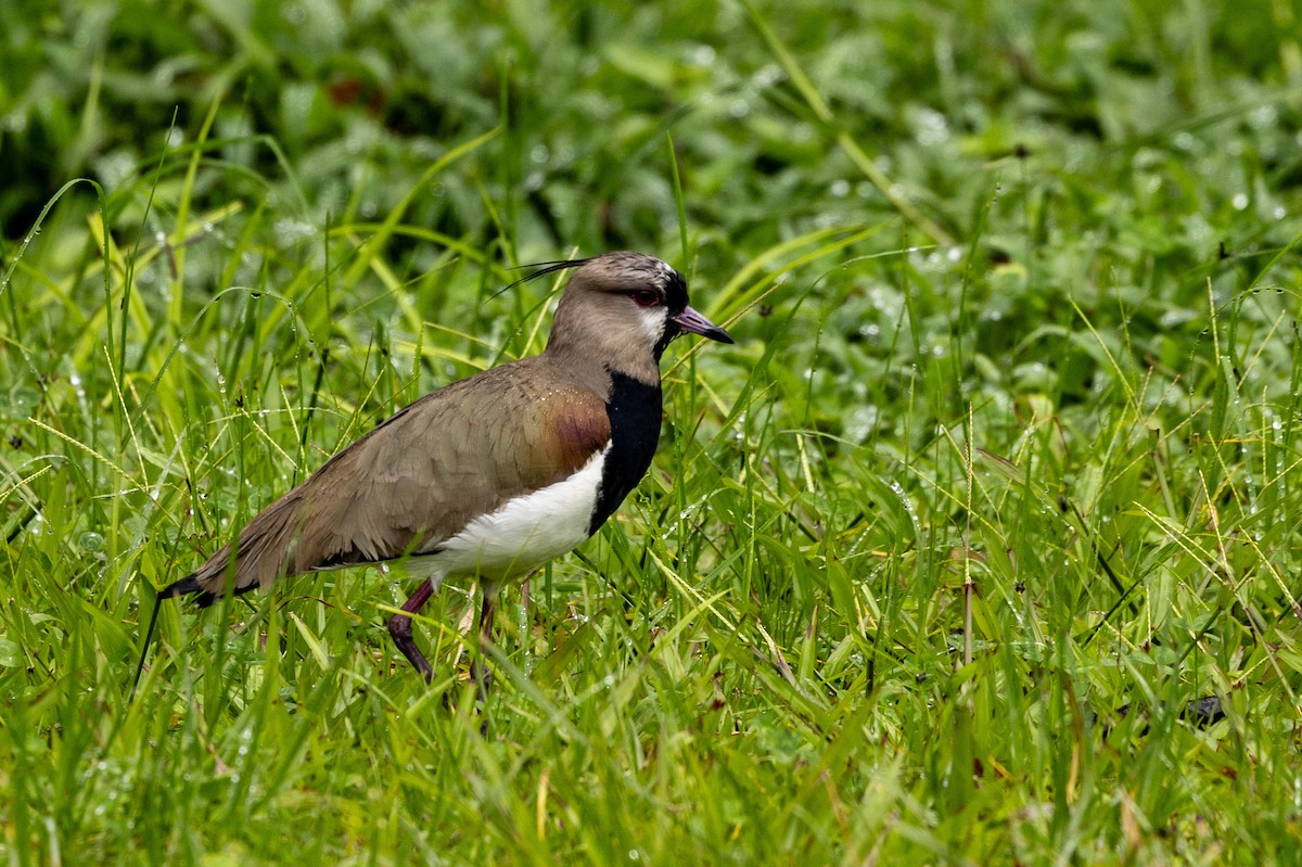 Southern Lapwing - Michael Cook