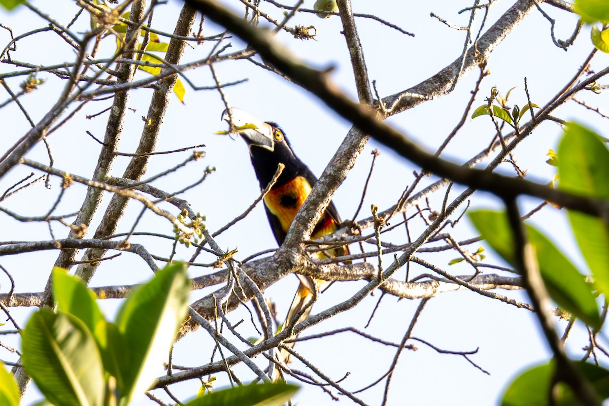 Collared Aracari - Mason Flint