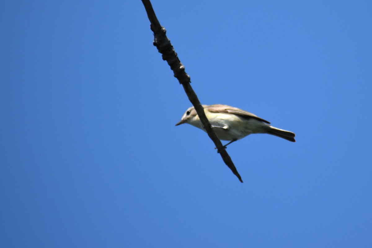 Warbling Vireo - Mike DellaLucia