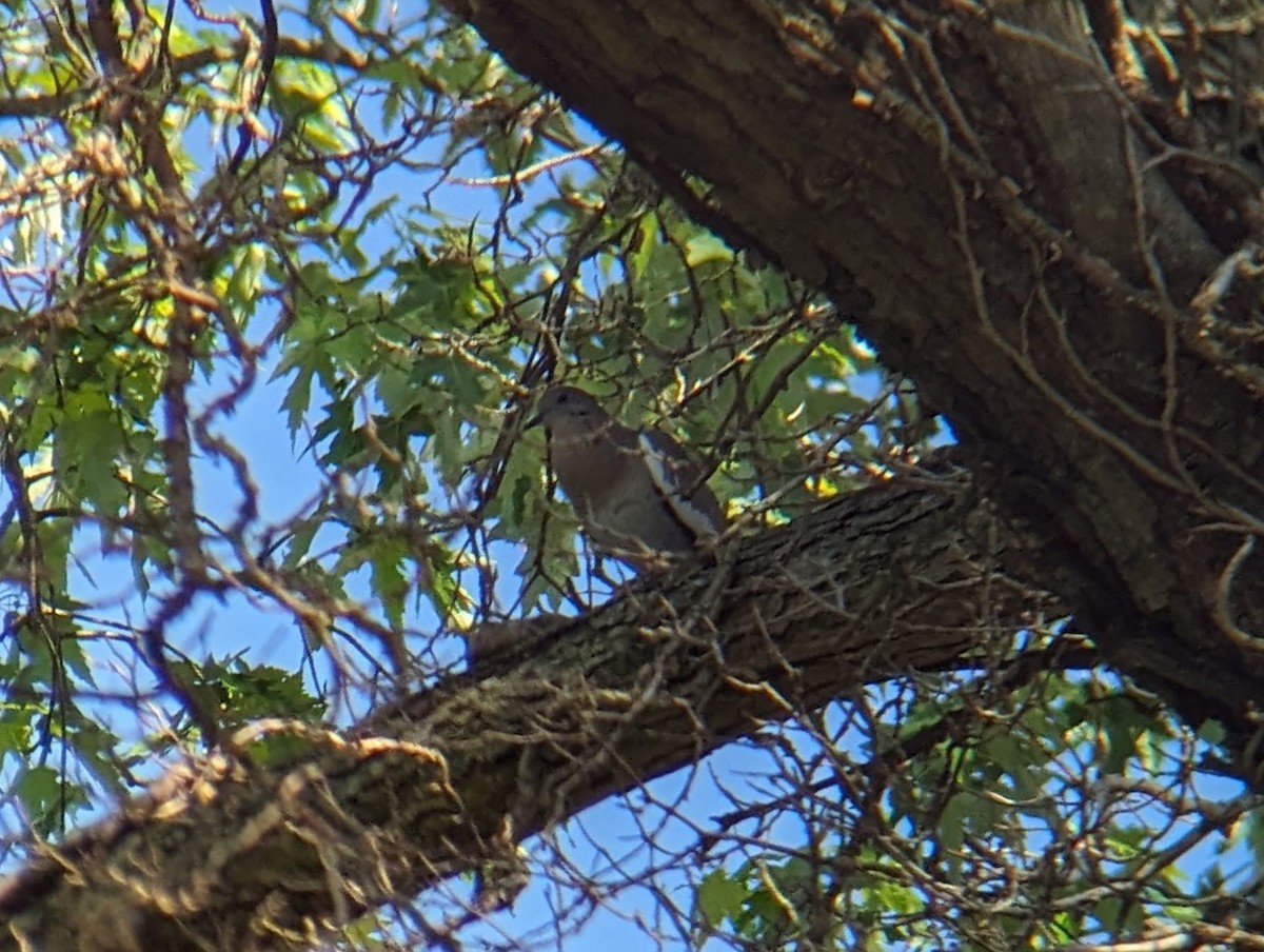 White-winged Dove - Martin Werner