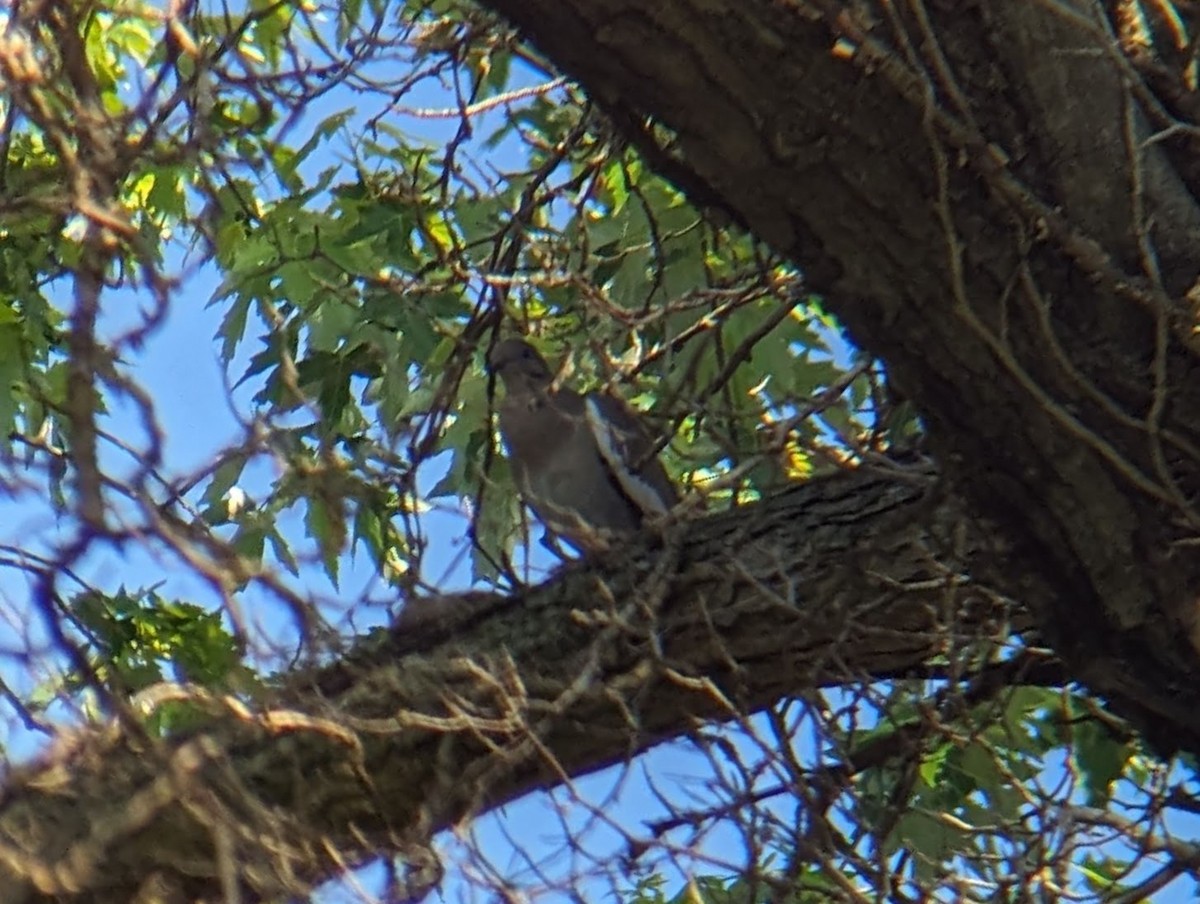 White-winged Dove - ML619309675