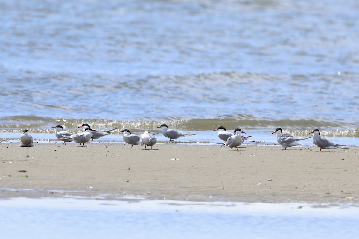 Common Tern - E R