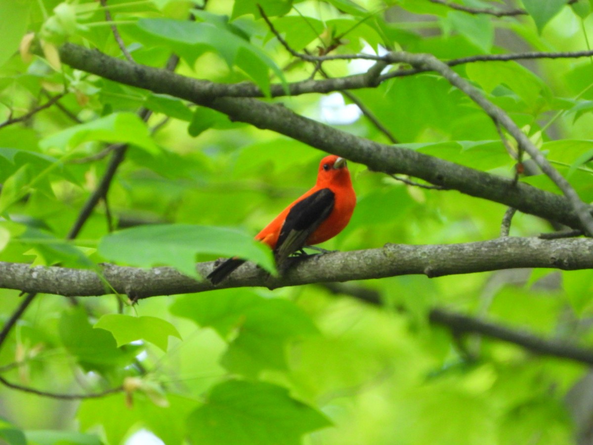 Scarlet Tanager - ML619309708