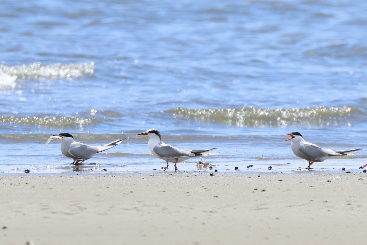 Forster's Tern - E R