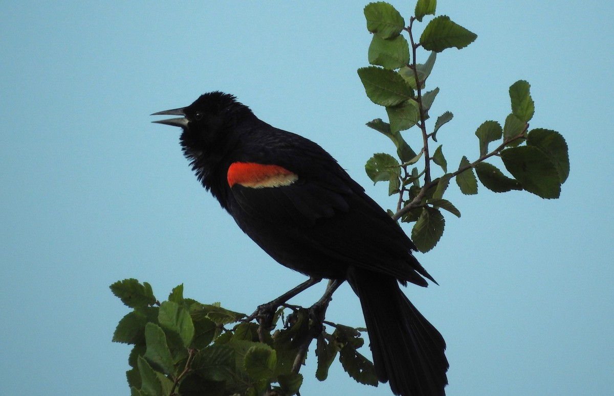 Red-winged Blackbird - Pamela Goolsby