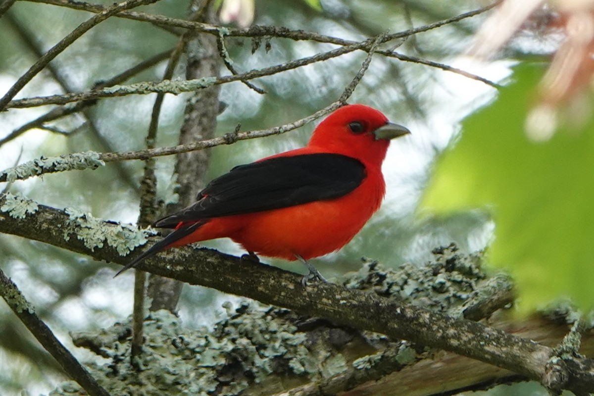 Scarlet Tanager - ML619309772