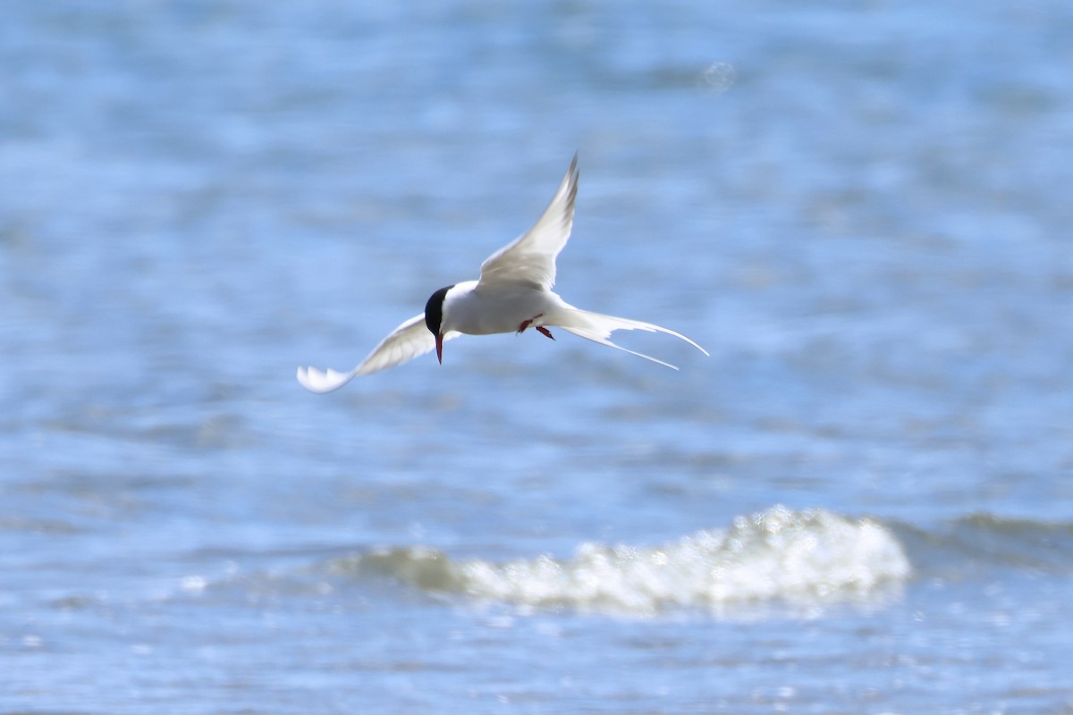 Arctic Tern - E R