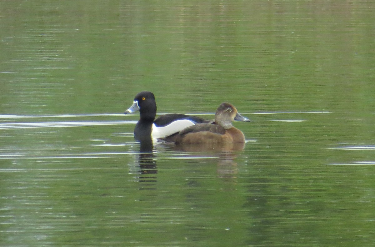 Ring-necked Duck - Shawn Morneault