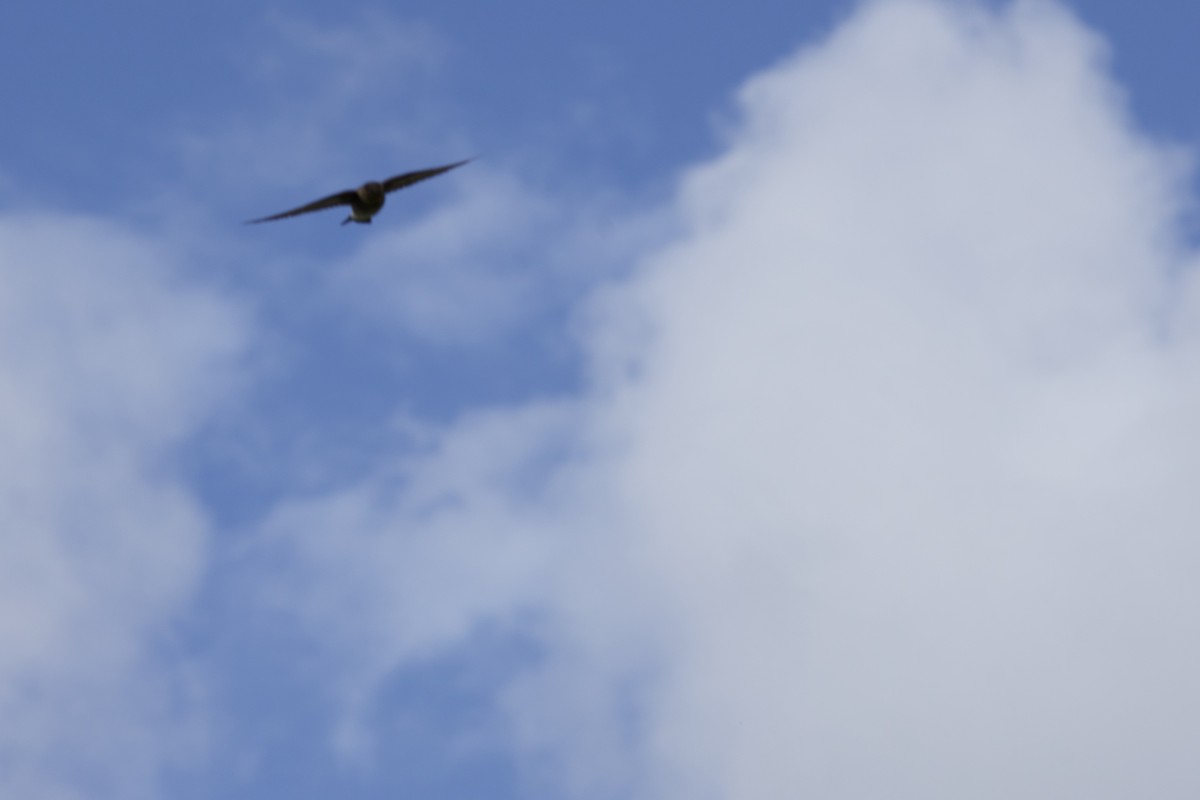 Southern Rough-winged Swallow - allie bluestein