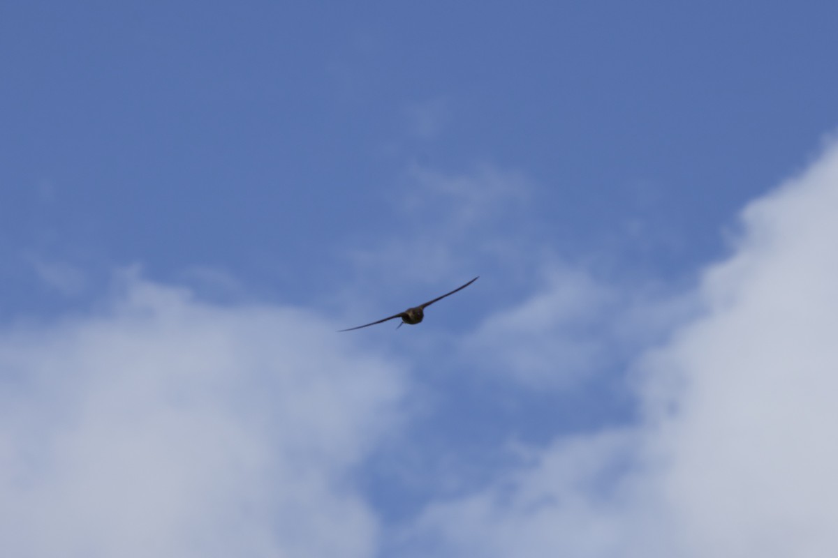 Southern Rough-winged Swallow - allie bluestein