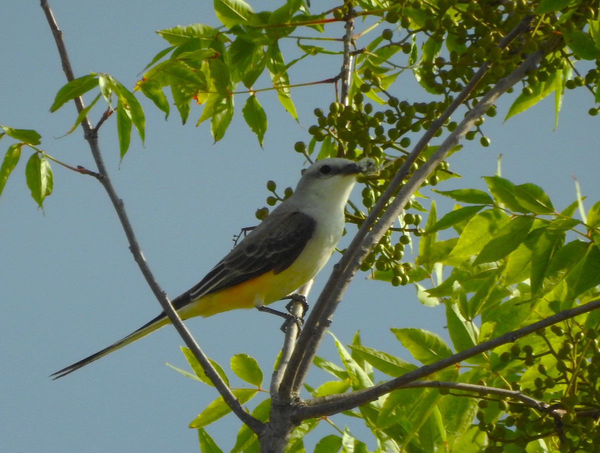 Scissor-tailed Flycatcher - Pamela Goolsby