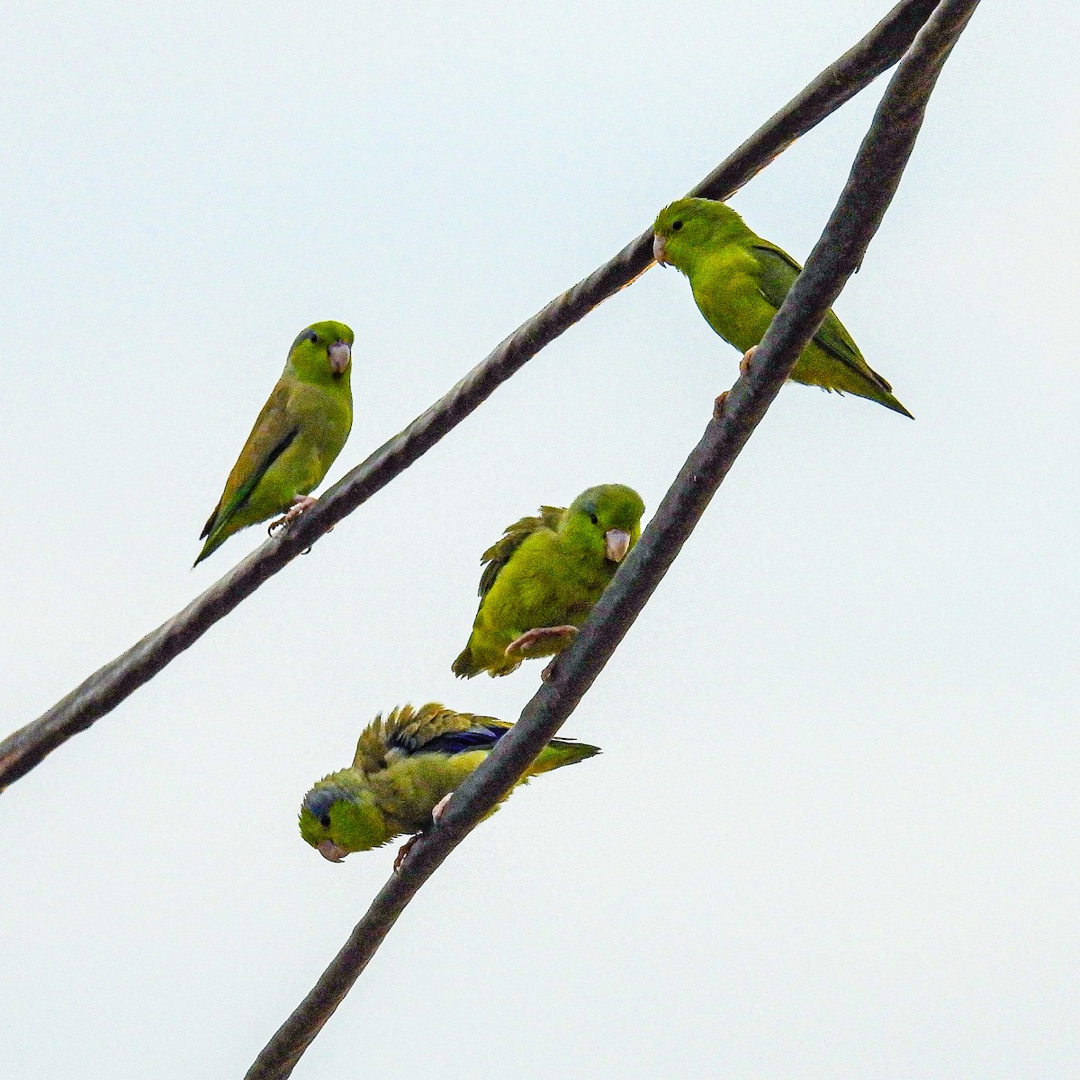 Pacific Parrotlet - ML619309793