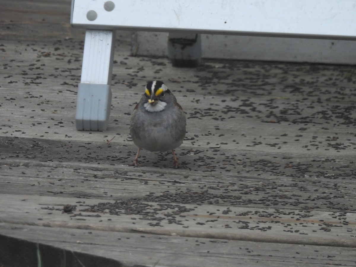 White-throated Sparrow - Kevork Bardak
