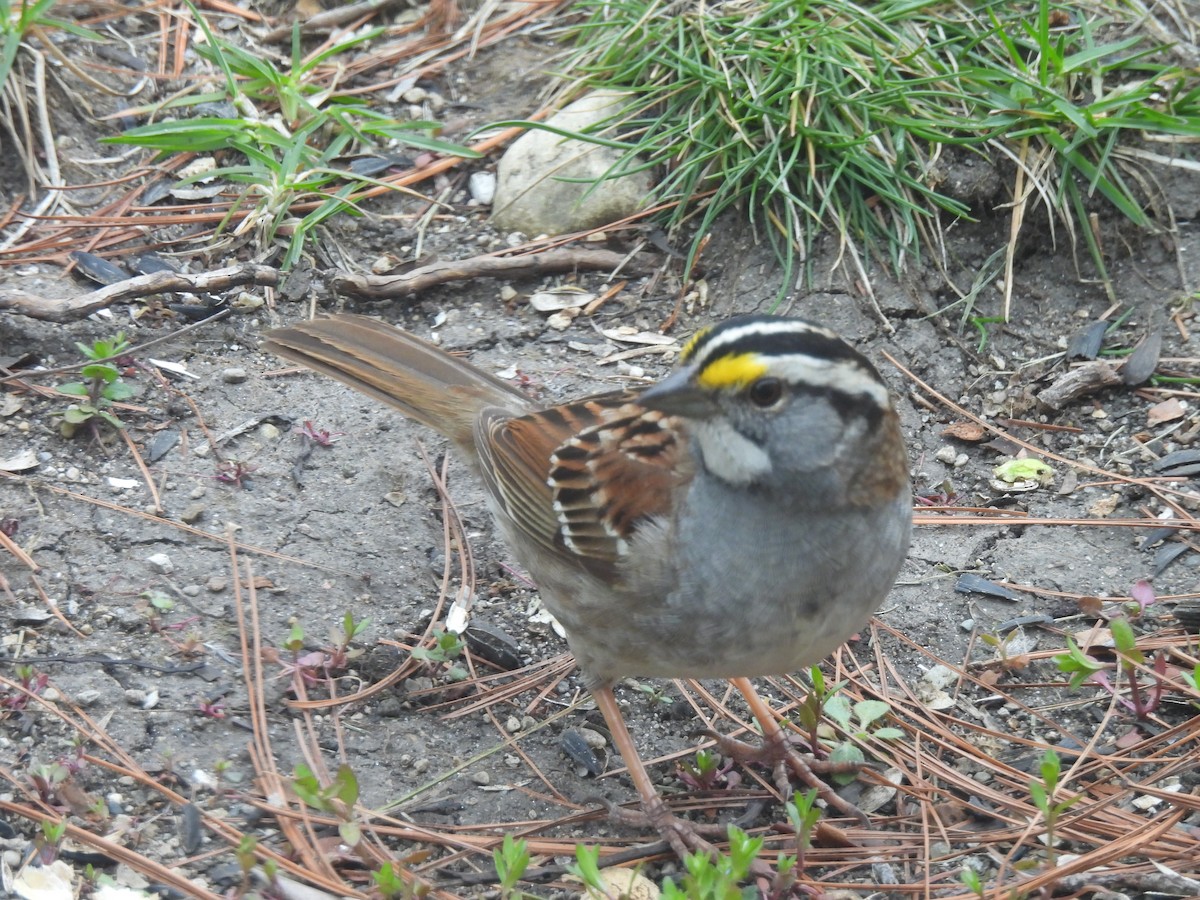 White-throated Sparrow - Kevork Bardak