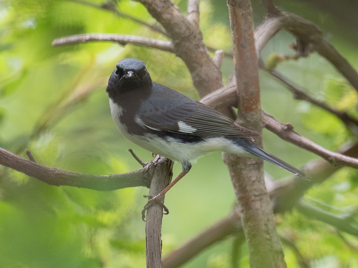 Black-throated Blue Warbler - Mike Schijf