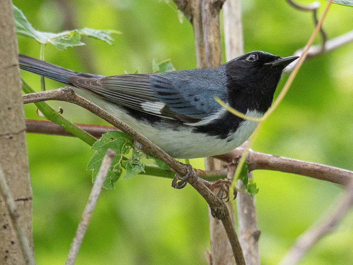 Black-throated Blue Warbler - Mike Schijf