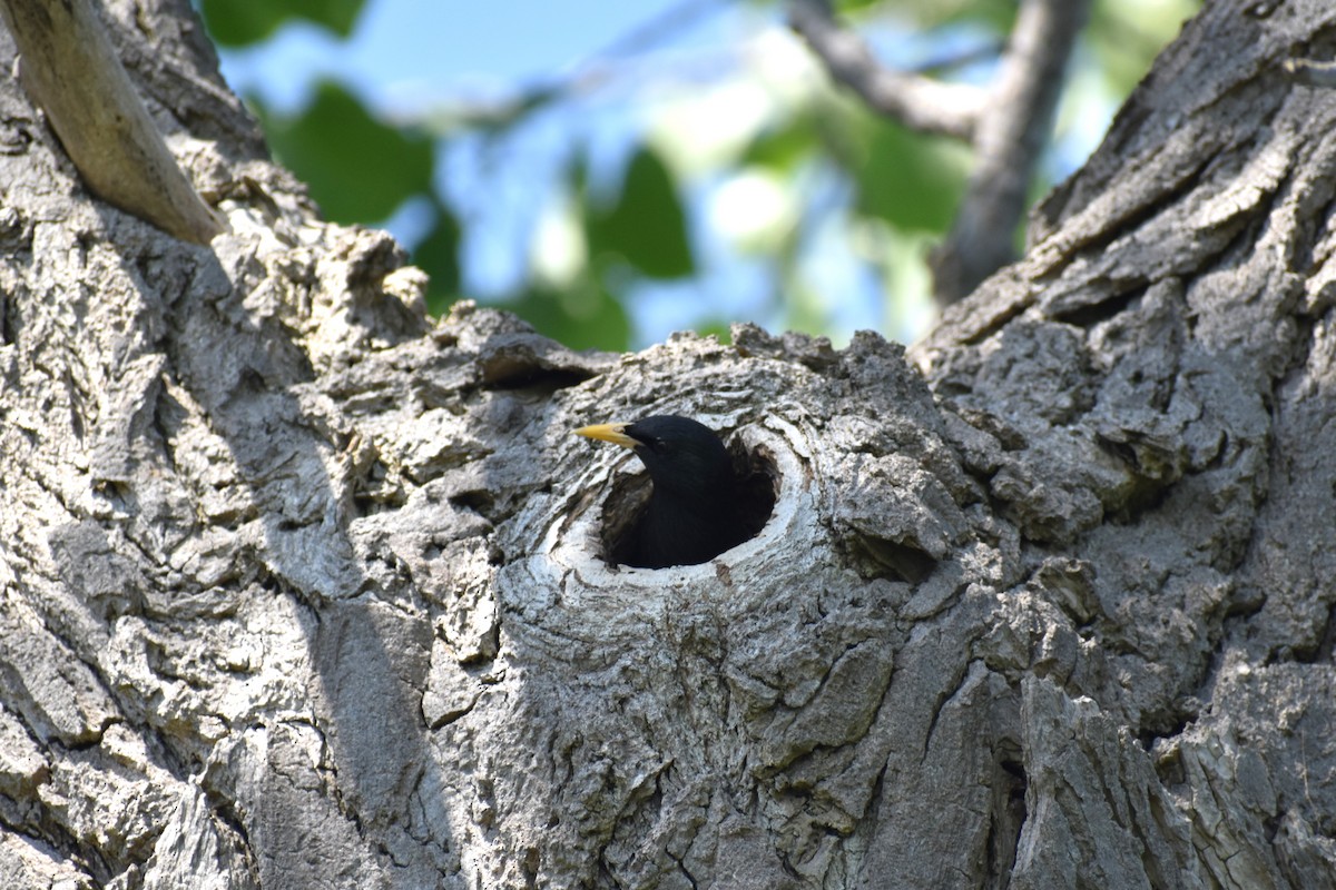 European Starling - ML619309814