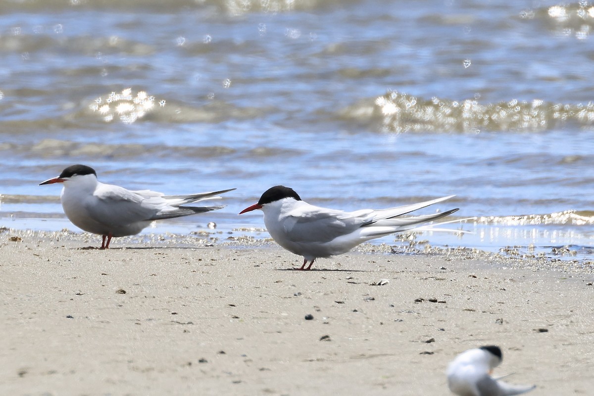 Arctic Tern - E R