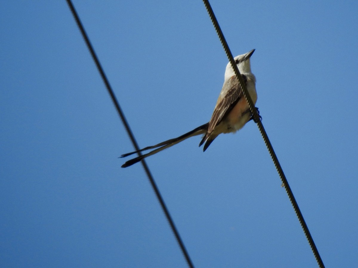 Scissor-tailed Flycatcher - ML619309823