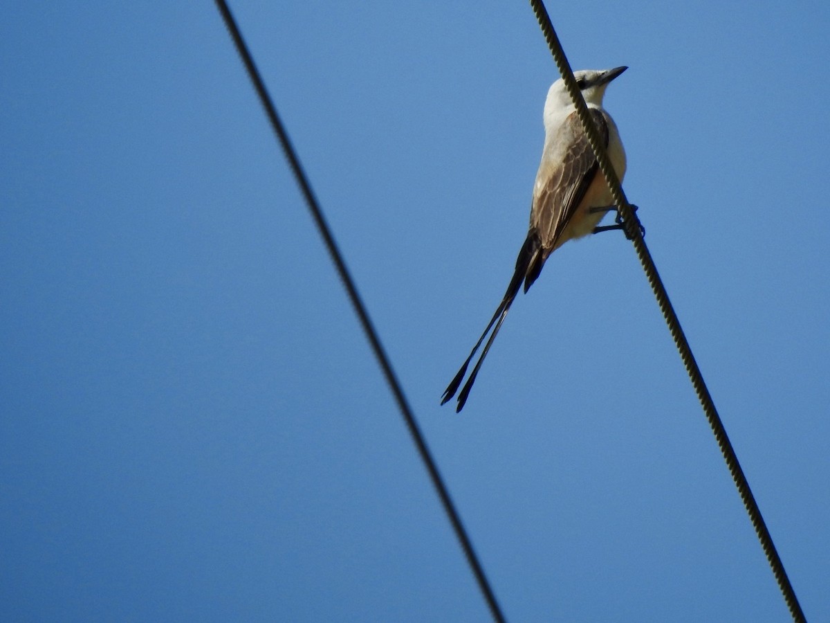 Scissor-tailed Flycatcher - Ariel Dunham