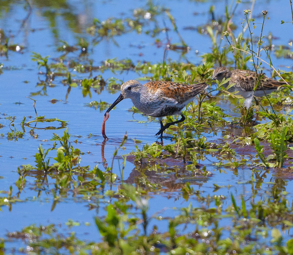 Dunlin - Beth Miller