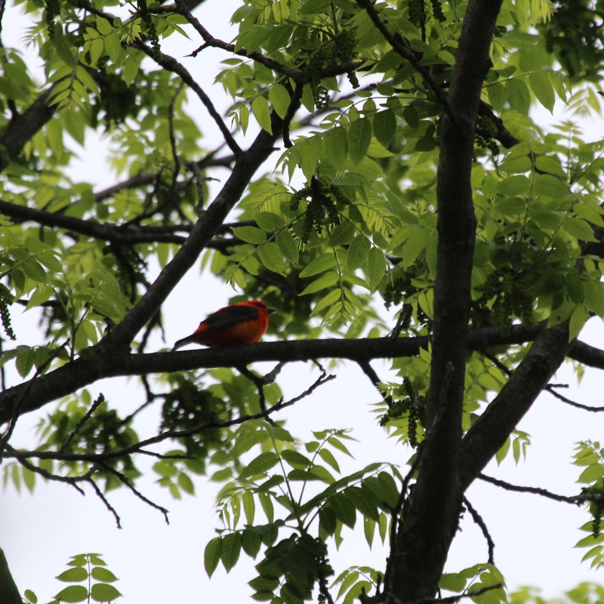 Scarlet Tanager - Justin Merry
