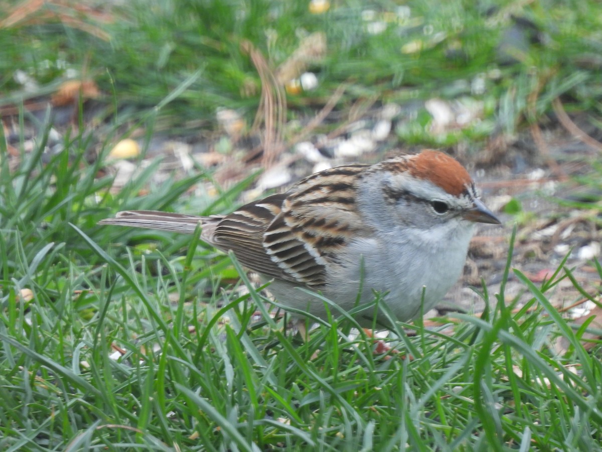 Chipping Sparrow - Kevork Bardak