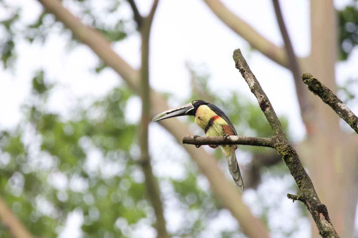 Collared Aracari - allie bluestein