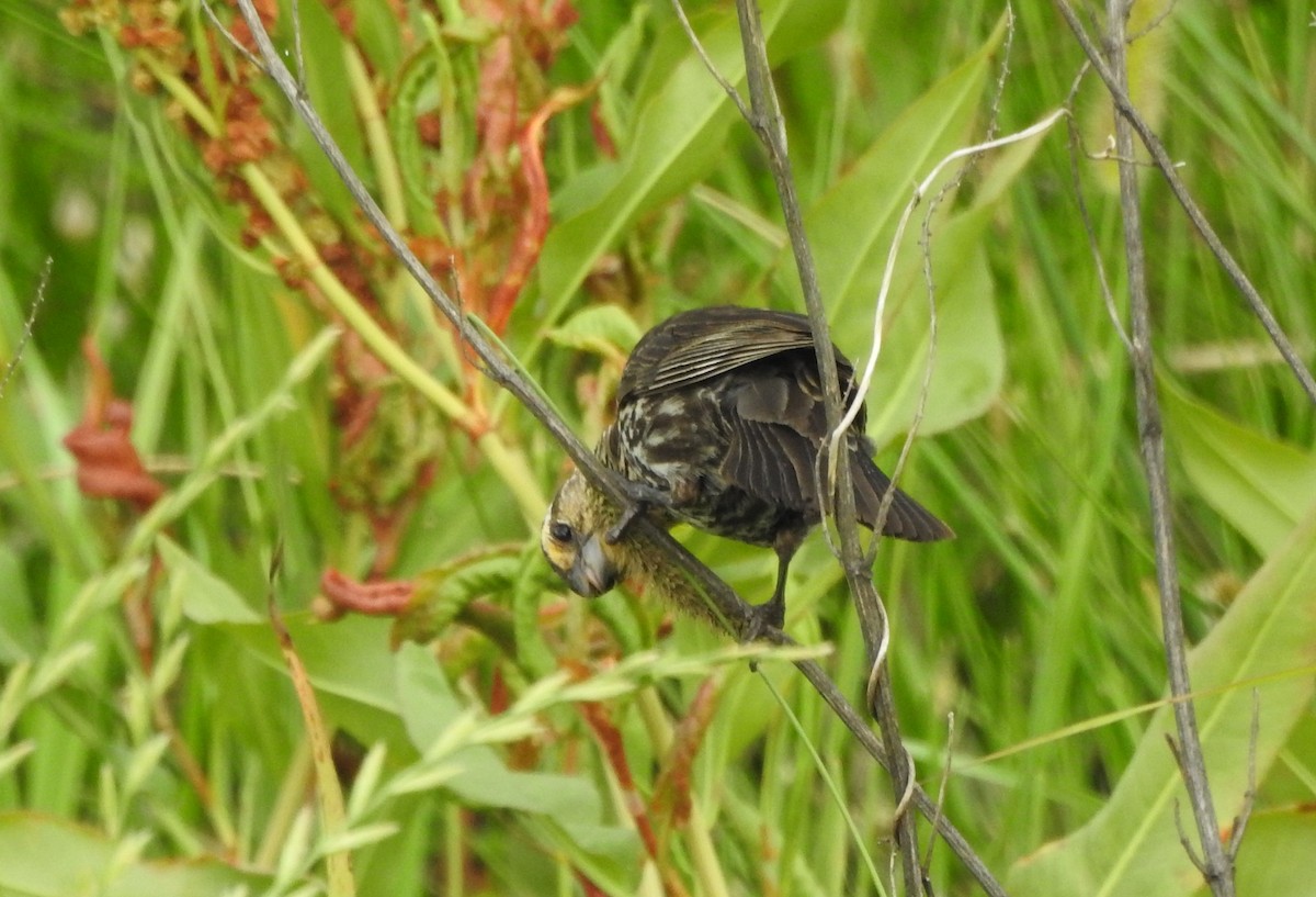 Dickcissel - Pamela Goolsby