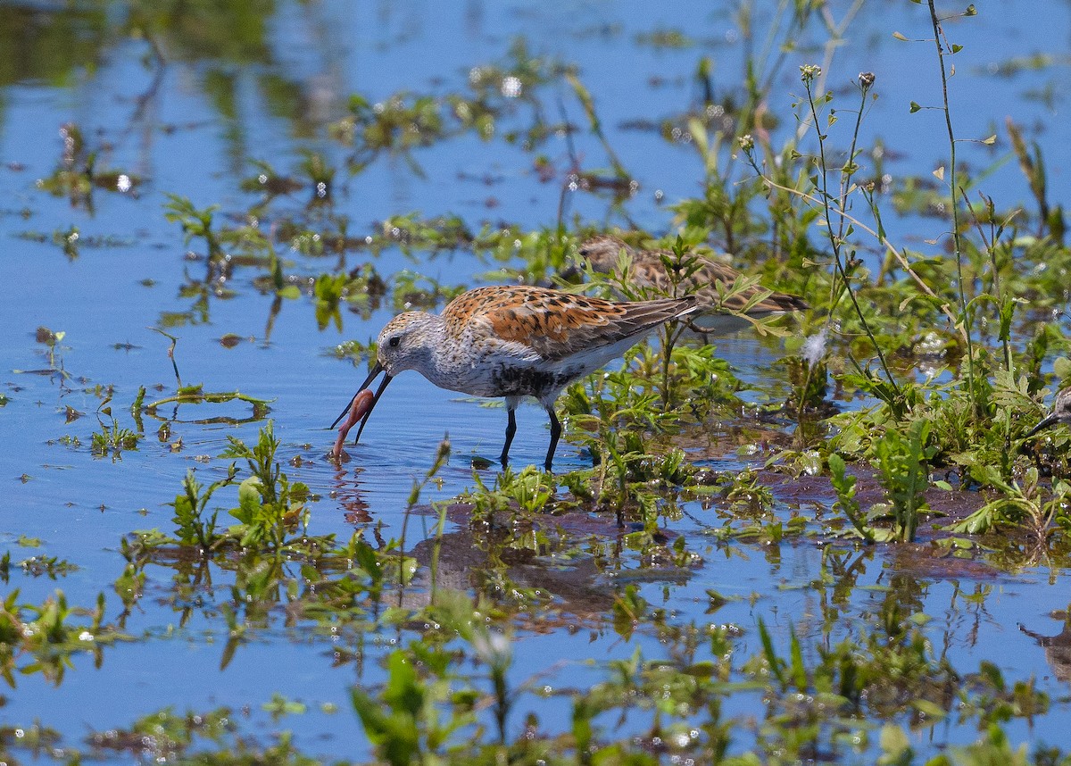 Dunlin - ML619309925