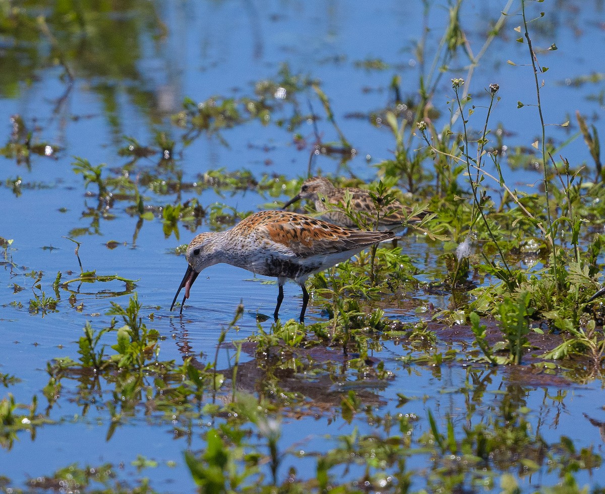 Bécasseau variable - ML619309952