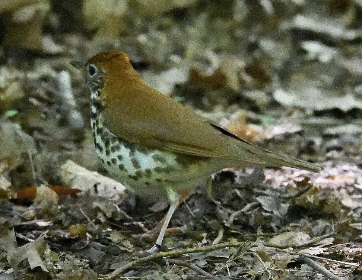 Wood Thrush - ML619309966