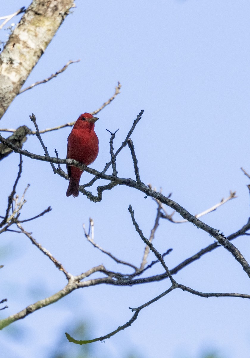 Summer Tanager - ML619309977