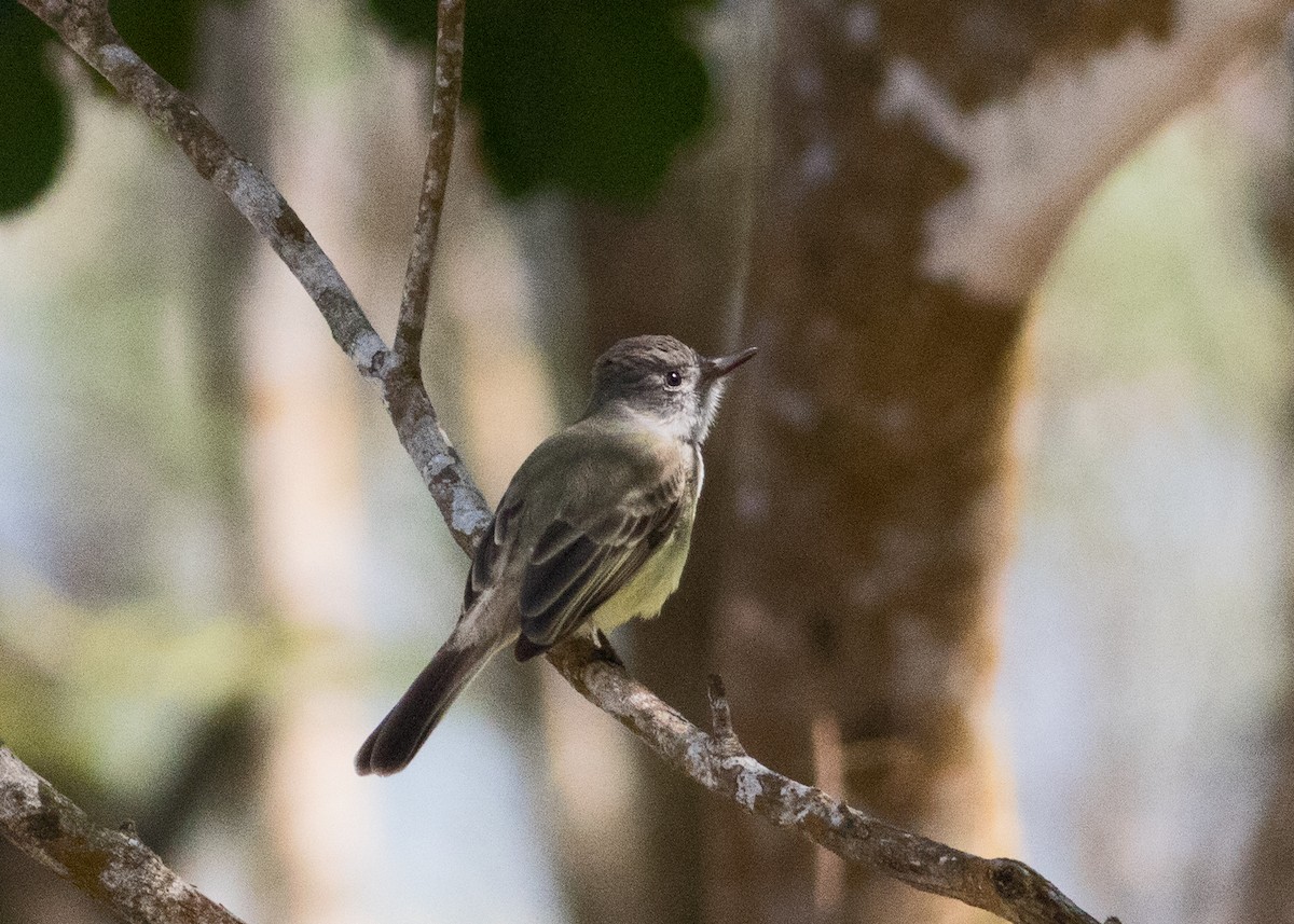 Panama Flycatcher - Tim Harrop