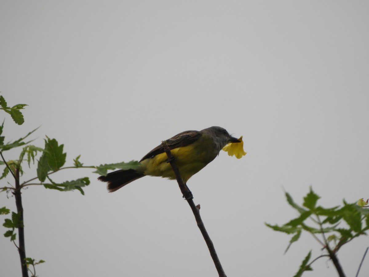 Tropical Kingbird - Jacob Santos