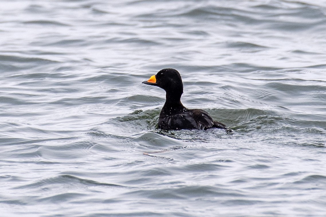 Black Scoter - Donna Wadsley