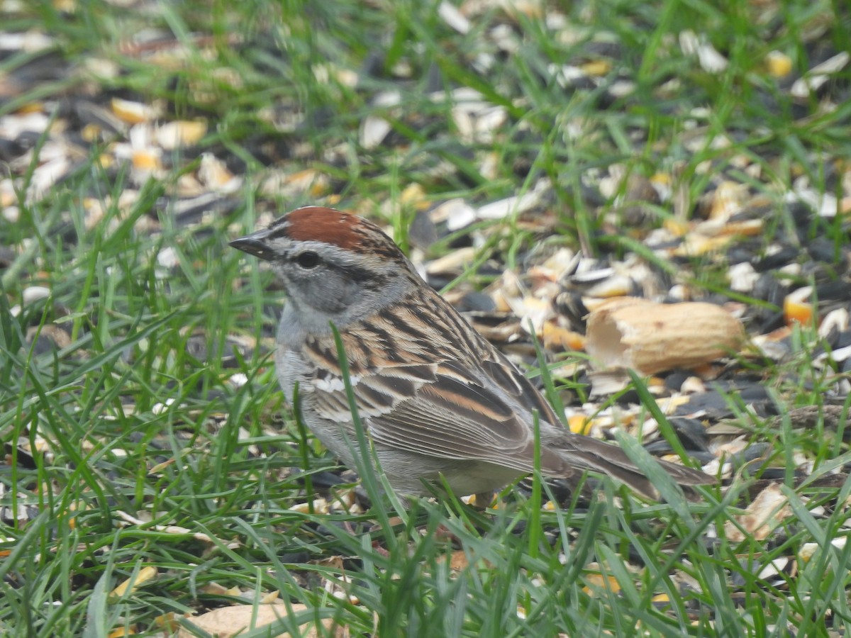 Chipping Sparrow - Kevork Bardak