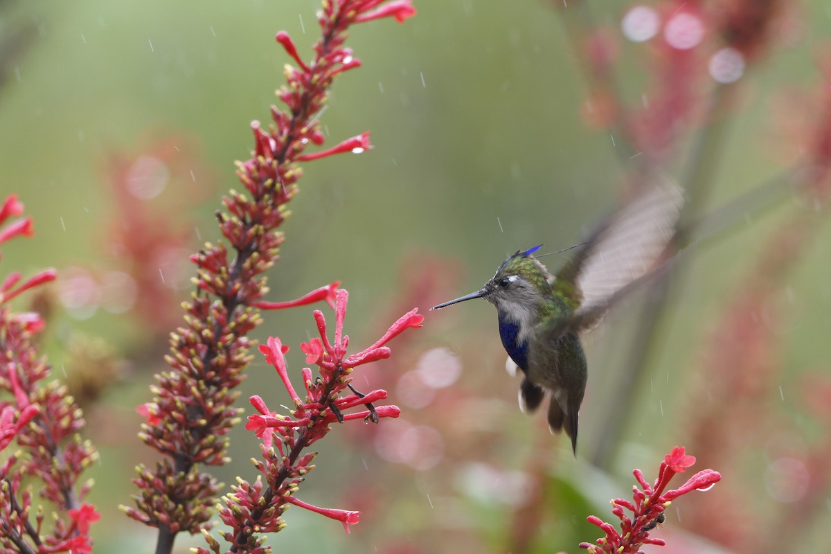 Colibri à huppe bleue - ML619309998