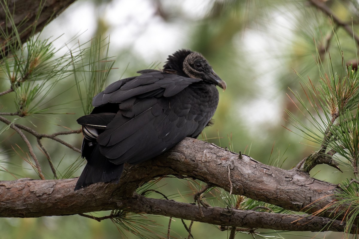 Black Vulture - Donna Wadsley