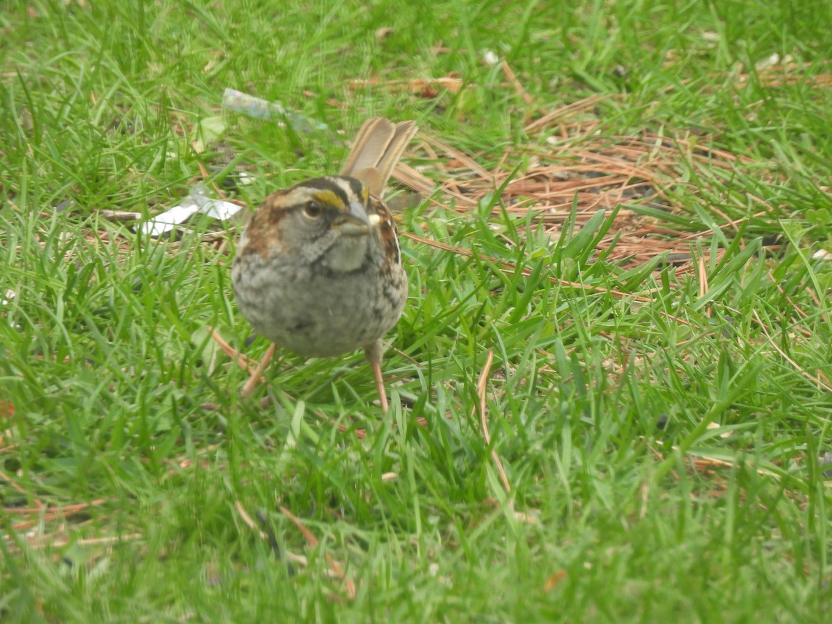 White-throated Sparrow - Kevork Bardak