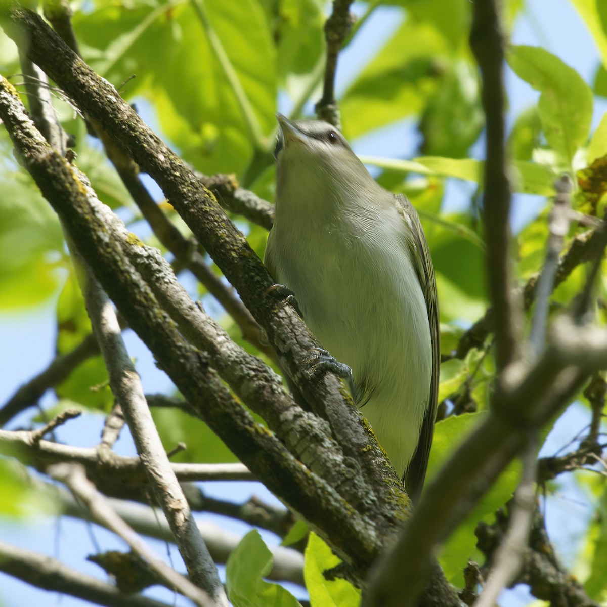 Red-eyed Vireo - Thomas Burns